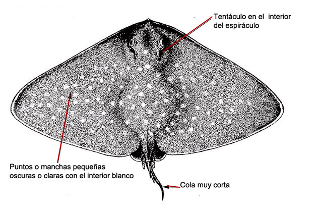 Gymnura altavela_01.jpg